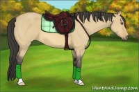 Horse Color:Buckskin Dun 