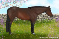 Horse Color:Gray Bay 