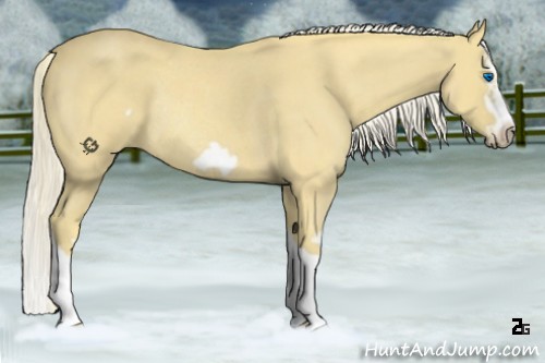 Horse Color:Palomino Roan Splash Frame Rabicano 