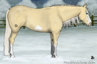 Horse Color:Palomino Roan Splash Frame Rabicano