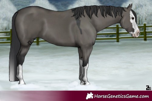 Horse Color:Grullo Splash 
