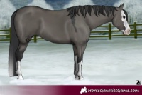 Horse Color:Grullo Splash 