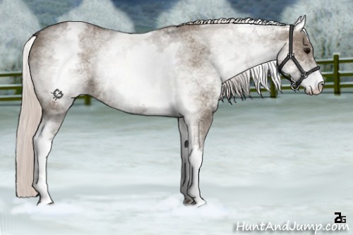 Horse Color:White Spotted Silver Grullo Roan