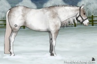 Horse Color:White Spotted Silver Grullo Roan 