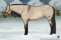 Horse Color:Bay Roan Dun 