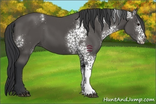 Horse Color:Unknown 