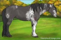 Horse Color:Unknown 