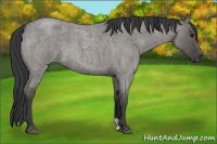 Horse Color:Grullo Roan 