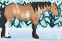 Horse Color:White Spotted Bay 