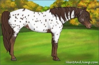 Horse Color:Liver Chestnut Appaloosa 