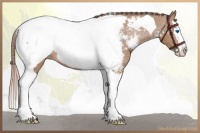 Horse Color:Chestnut Sabino Splash Tobiano Appaloosa 