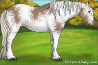 Horse Color:White Spotted Silver Black