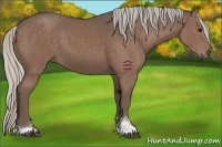 Horse Color:Silver Black Sabino 