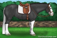 Horse Color:Black Splash Rabicano