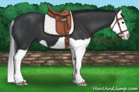 Horse Color:Black Splash