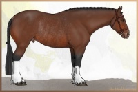 Horse Color:Bay Appaloosa Rabicano