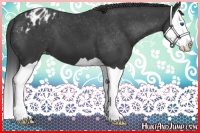Horse Color:Black Splash Appaloosa 