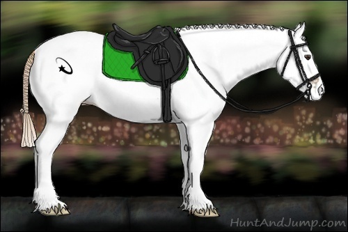 Horse Color:Unknown 