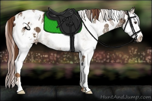 Horse Color:White Spotted Chestnut Splash Appaloosa 