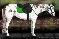 Horse Color:White Spotted Chestnut Splash Appaloosa 