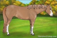 Horse Color:Chestnut Sabino