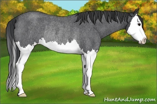 Horse Color:Blue Roan Splash Rabicano 