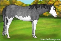 Horse Color:Blue Roan Splash Rabicano 