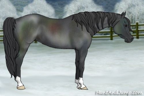 Horse Color:Blue Roan 