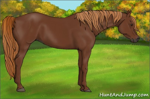 Horse Color:Gray Chestnut 