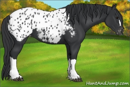Horse Color:Black Appaloosa 