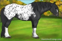 Horse Color:Black Appaloosa