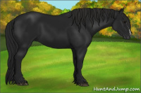 Horse Color:Gray Black 