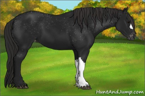 Horse Color:Gray Black Varnish 