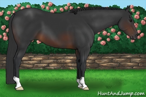 Horse Color:Brown 