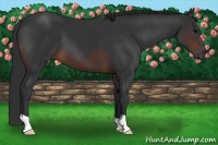 Horse Color:Brown 