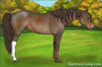 Horse Color:Liver Chestnut 