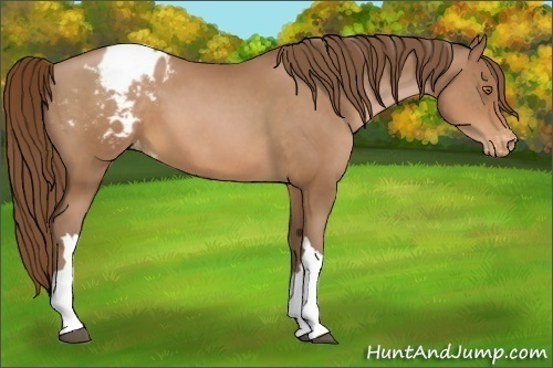 Horse Color:Brown Pearl Appaloosa