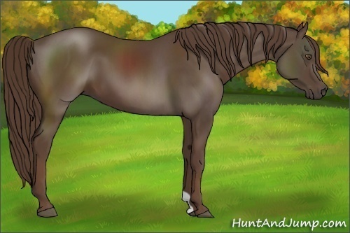 Horse Color:Liver Chestnut 