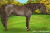 Horse Color:Liver Chestnut 