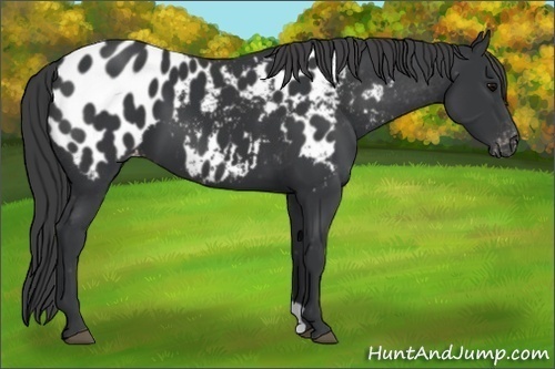 Horse Color:Black Appaloosa
