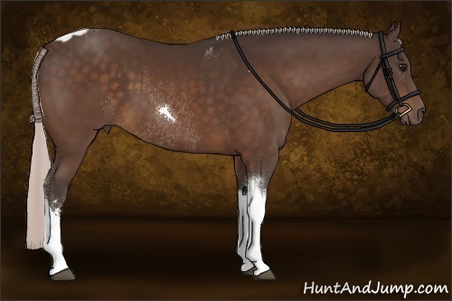 Horse Color:Silver Brown Tobiano Frame Rabicano  and Silver Brown Sabino Tobiano Rabicano 