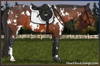 Horse Color:White Spotted Brown Appaloosa