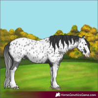 Horse Color:Blue Roan Splash Near Leopard 
