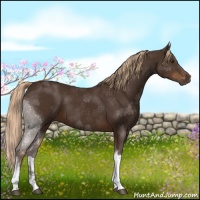 Horse Color:Liver Chestnut Sabino Tobiano 