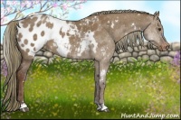 Horse Color:White Spotted Liver Red Dun Appaloosa 