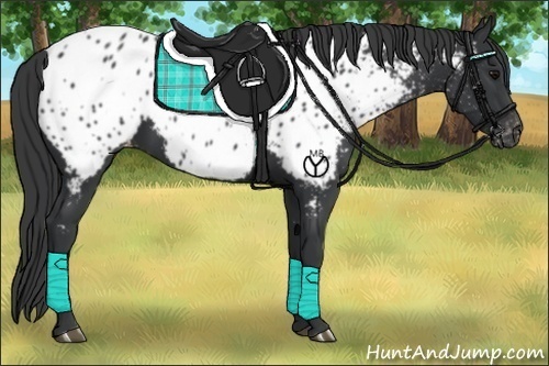 Horse Color:Black Near Leopard 