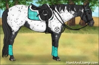Horse Color:Black Near Leopard