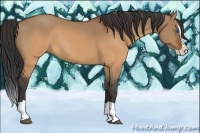 Horse Color:Brown Dun Splash 