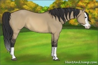 Horse Color:Brown Dun Splash 