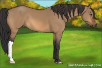Horse Color:Bay Dun